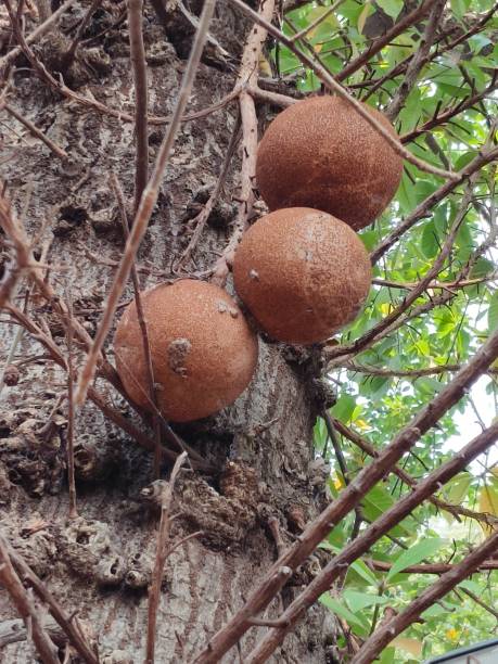 istock The cannonball tree fruits ( Couroupita guianensis) 1887419354