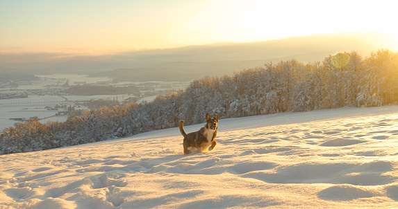 LENS FLARE: Stunning winter fairy tale with an excited dog running in fresh snow. A young mixed breed dog enjoys a dog walk on a beautiful snowy meadow with a wonderful view of the snow covered valley