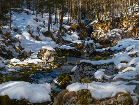 Wild mountain river cascading between icy and mossy rocks through snowy forest. Alpine stream with small rapids on a cold winter day. A pristine river that flows freely from the heart of mountains.