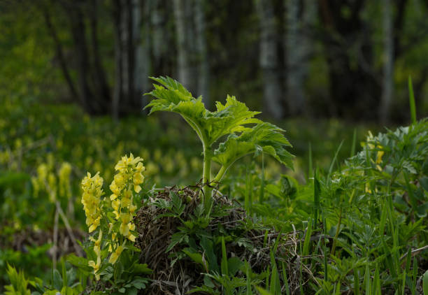istock Spring carpet of primroses 1887430282