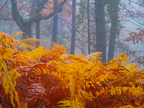 Glowing golden brown colored eagle fern leaves in autumn forest on a foggy day. Beautiful lush fern fronds in vivid color palette of fall season shining in the embrace of misty autumn woodland.
