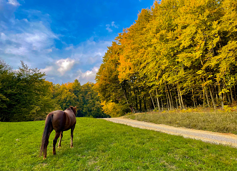 Horse grazing on a green pasture near colorful forest on a sunny autumn day. Beautiful brown horse pasturing on a meadow on a gorgeous day at the countryside in amazing color shades of fall season.