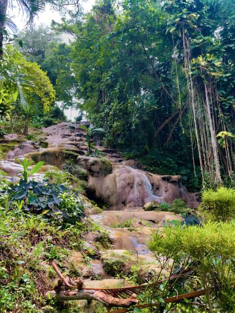 Dunn’s River Falls in Forest A photo of the famous Dunn’s River Falls in Jamaica. There is a forest of vibrant green leaves and long vines from the trees. There are many bushes and branches full of leaves. Water is flowing slowly over the smooth brown rocks. There is grass and a log at the bottom of the falls. dunns river falls stock pictures, royalty-free photos & images