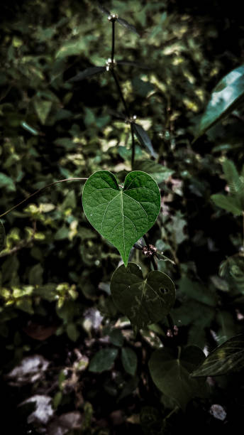 istock Whispers of Love: A Green Heart in the Shadows 1887443706