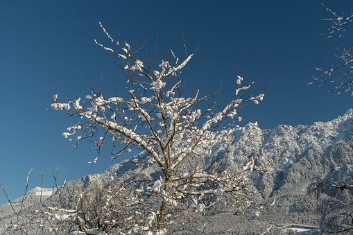 Vaduz, Liechtenstein, December 3, 2023 Branches covered with fresh fallen snow on a clear sunny day