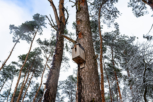 A handmade wooden bird feeder nailed to a tree in the forest.