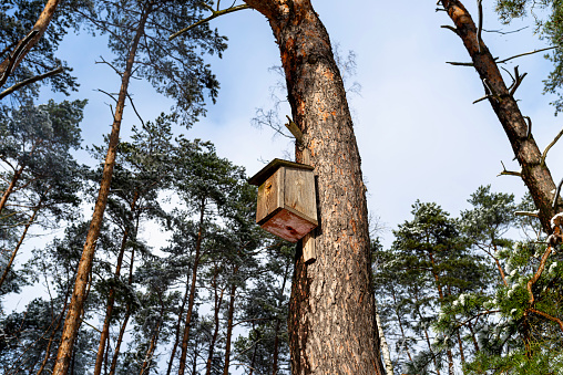 A handmade wooden bird feeder nailed to a tree in the forest.