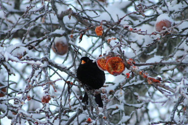 istock Common Blackbird eating frozen apples in a tree 1887456515