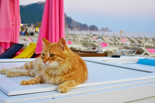 Red fluffy cat lies on the beach against a background of pink umbrellas, sun loungers, mountains, sea and evening sky. Turkey, Alanya, July 2023.