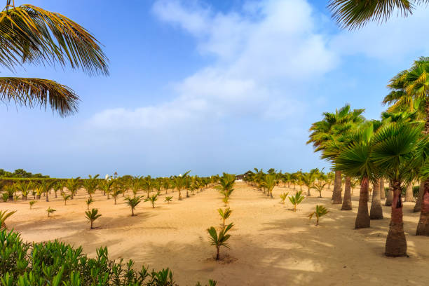 The challenging yet rewarding process of growing palm trees in the desert conditions of Boa Vista, Cape Verde, with rows of young trees set against sandy soil and a bright blue sky, showcasing the transformative power of agriculture in dry regions.