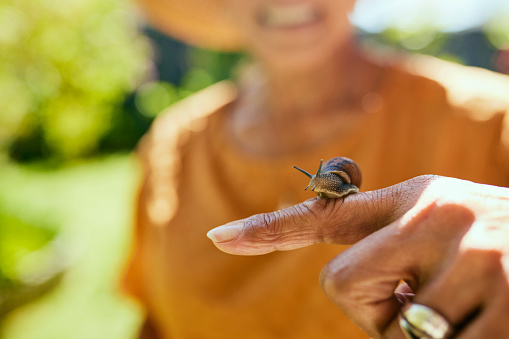 A close up of a snail on a person's finger. The snail is moving slowly across the finger.