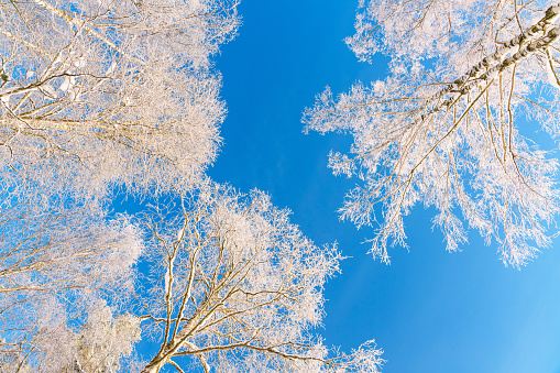 Bottom up view of white snow and frost covered treetops against beautiful blue winter sky