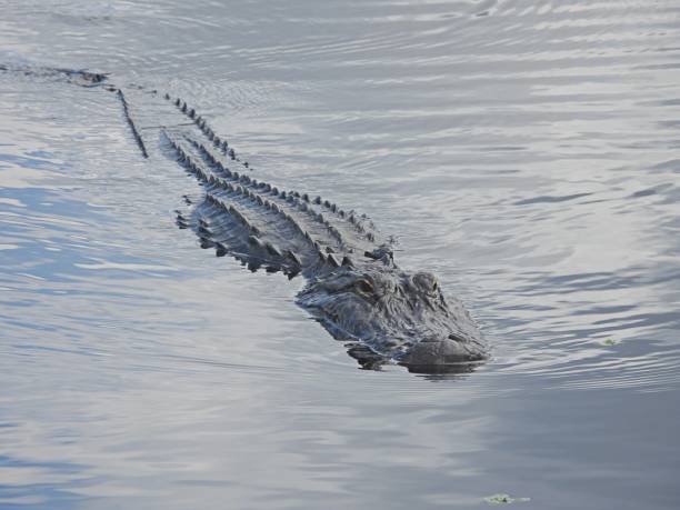 istock American Alligator (Alligator mississippiensis) - swimming in a lake 1887498152