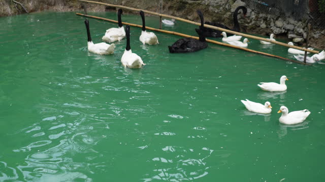 ฺBeautiful swan and duck swimming on the pond