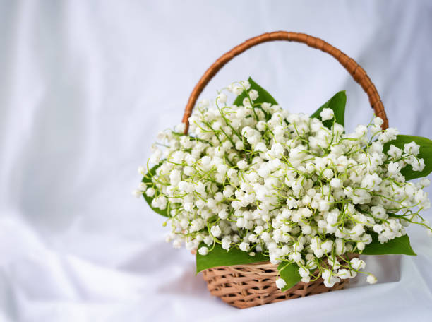 istock Basket with lilies of the valley on a white background. Greeting card. Copy space. Selective focus. 1887506468