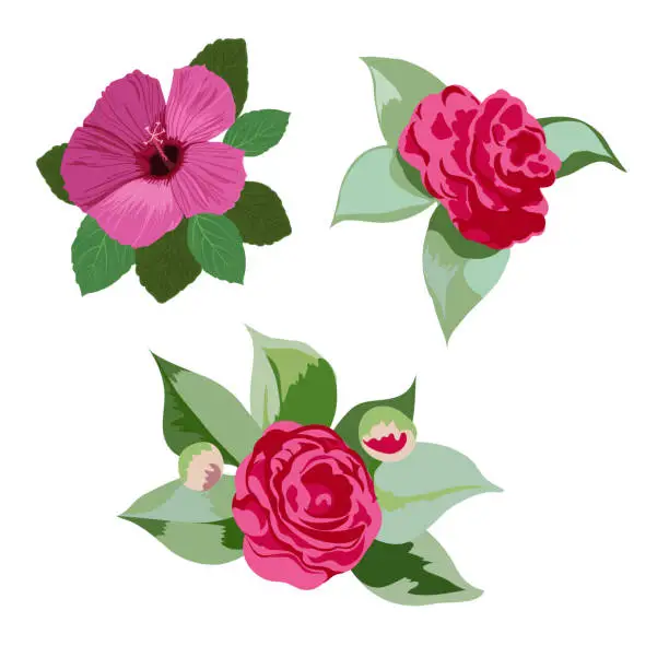 Vector illustration of Camellia japonica, Hibiscus. Vector floral set, of three hand-drawn flowers close-up on a white background.
