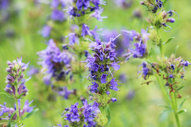 istock Hyssopus officinalis grows in nature 1887521872