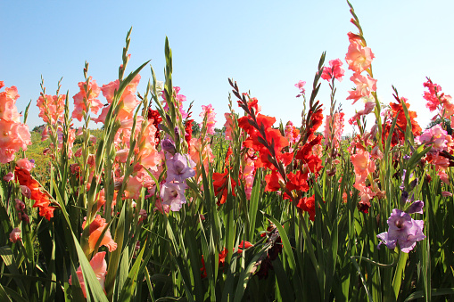 In the summer, gladiolus blooms on the flowerbed