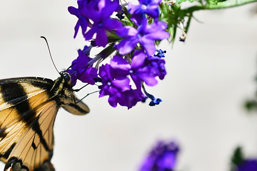 A swallowtail butterfly on a purple butterfly bush.