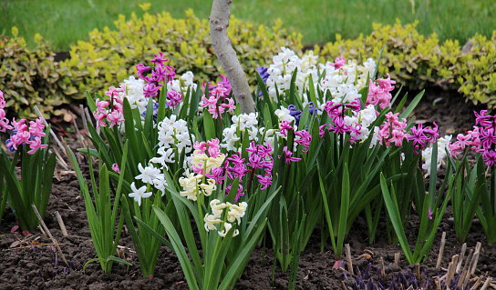 Hyacinths are blooming in the spring garden