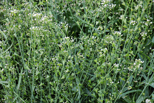 In nature, the field grow Capsella bursa-pastoris