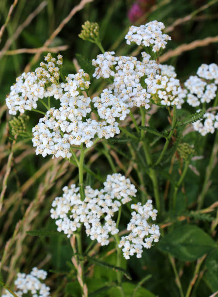 istock Yarrow (Achillea) blooms naturally in the grass 1887536181