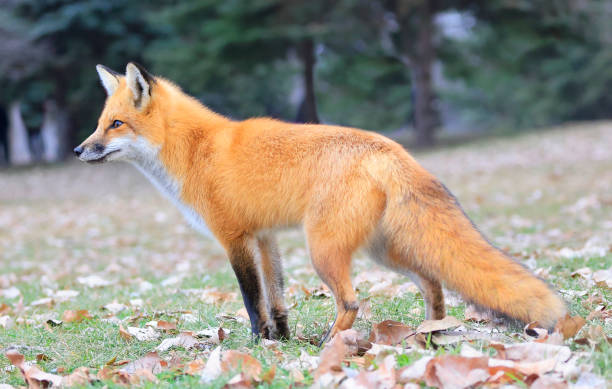 istock Red fox portrait with green background 1887539731