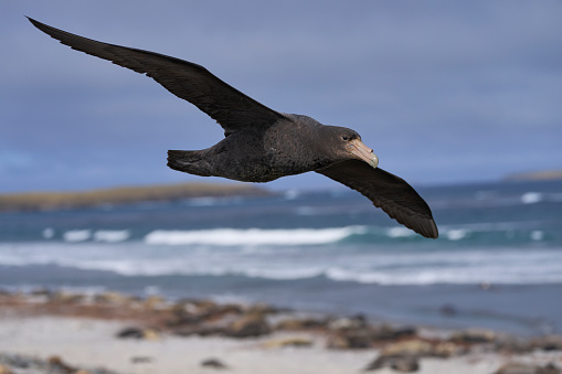 Southern Giant Petrel (Macronectes giganteus) flying over a beach of used for breeding by Southern Elephant Seals on Sea Lion Island in the Falkland Islands.