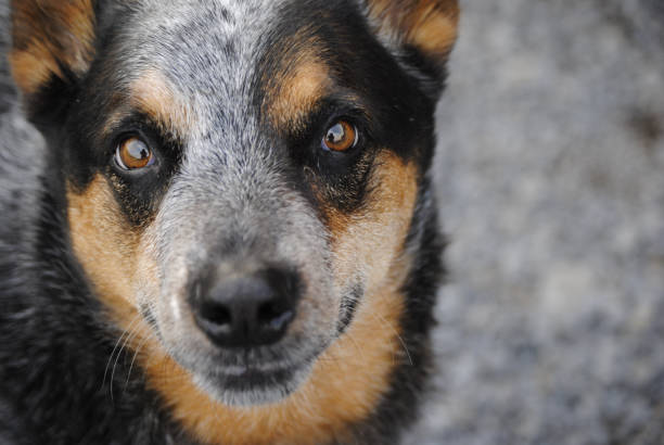 istock Dog portrait 1887541260