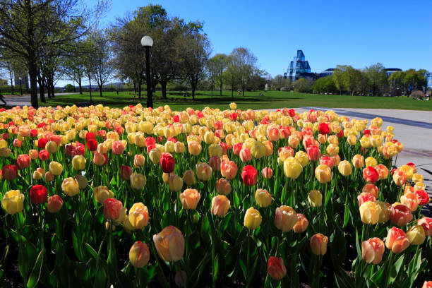 istock Tulips in Major Hills Park in Ottawa, ON, Canada 1887562146