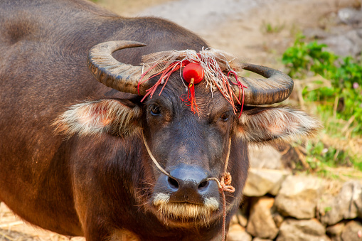 myanmar, a big buffalo with traditional jewelry