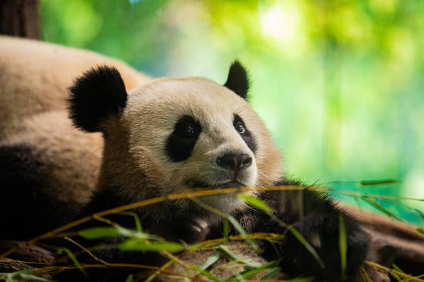 funny panda bear cubs in the zoo tumble and eat bamboo. natur vivid background . theme of animal protection in zoos. Berlin zoo