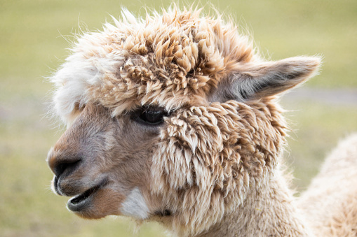 A group of white alpacas on a farm in Scotland