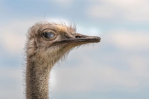 Side view of ostrich with long neck and beak looking away against green background in daylight