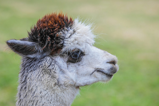 Cute Alpaca with blue eyes on farm. Beautifull and funny animal ( Vicugna pacos ) species of South American camelid.