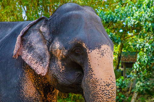 large Asian elephant with specific skin color, small gray dots on pink background like freckles. trained elephant in park Sri Lanka.