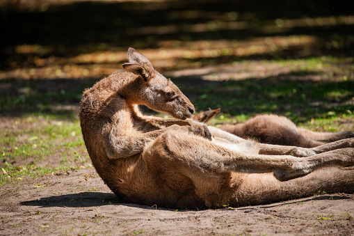 large Australian male kangaroo resting on the path on a sunny day