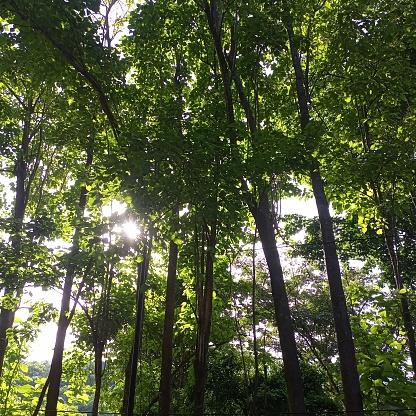 Trees in the jungle with the sun background