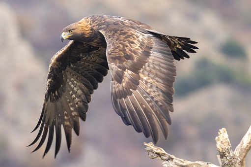 Rare birds Bonelli's eagle on a branch- Aquila fasciata -Hieraaetus fasciatus