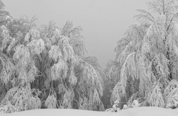 Free Stock Photo of Snowy Landscape in Black and White | Download Free ...