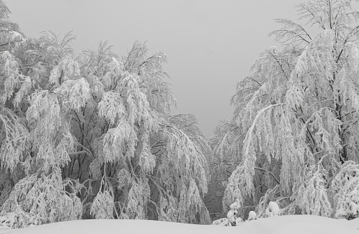 Trees with broken branches in Liana park after a snow storm