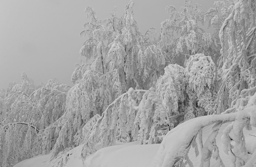 Winter in the mountains