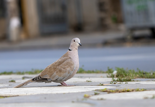 Collared Dove in natural habitat