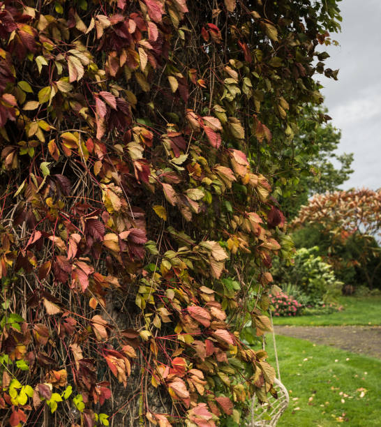 istock Virginia Creeper in Fall Colors 1887620388