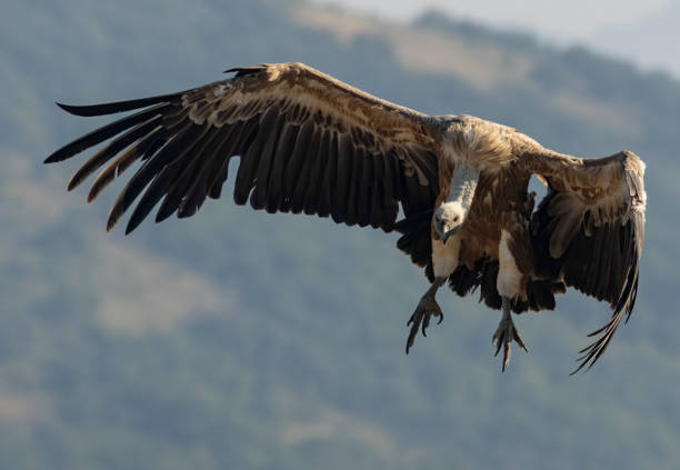 istock Griffon Vulture (Gyps fulvus) on feeding station 1887623002