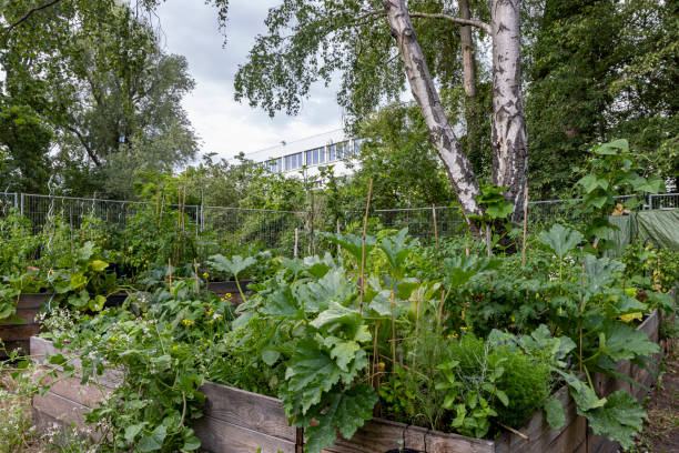 istock Urban gardening in Berlin 1887633812