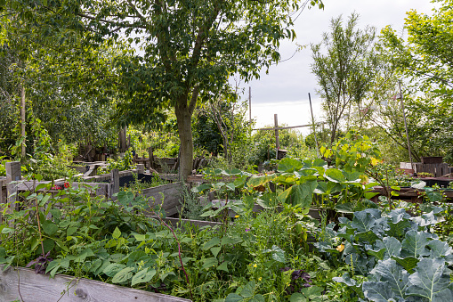 As spring turns slowly to summer the plants grow healthily.  Stitched panorama.