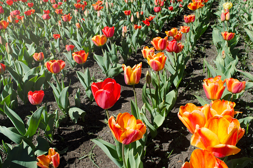 tulip plantation, orange tulips in bariloche, peninsula san pedro. at flowering time