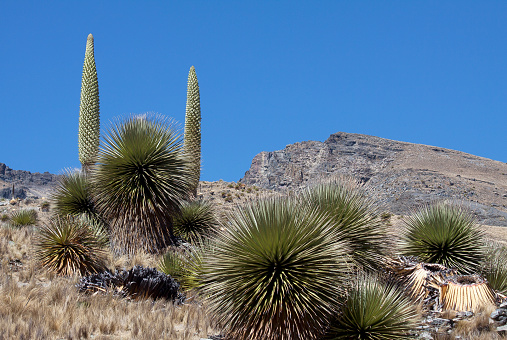 Puya Raimondi, is an endemic species of the high Andean zone of Bolivia and Peru at altitudes of 3200 to 4800 meters above sea level. Forest of puyas in Ayacucho Peru