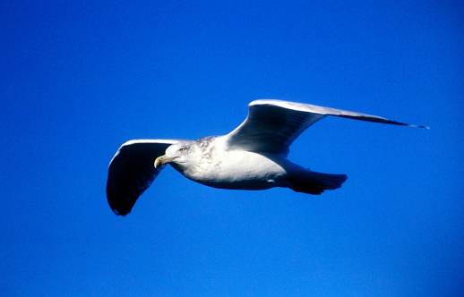 Amidst boundless azure in the sky above the waters en route to Ellis Island, New York, a seagull glides with intense, focused eyes - a symphony of whites and grays in flight. Its keen, piercing gaze, notably the striking yellow eye and obsidian pupil, embodies untamed freedom soaring across the limitless sky canvas.